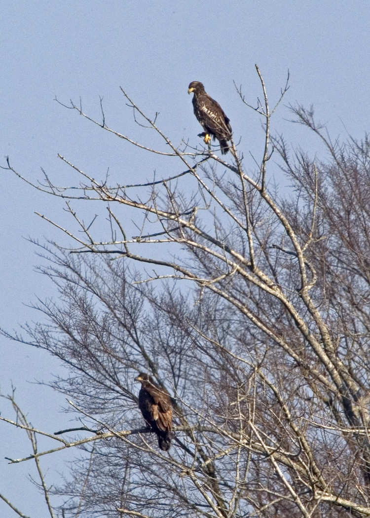 Juvenile Eagles
