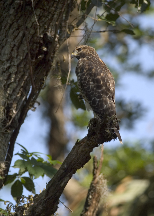 Florida Hawk