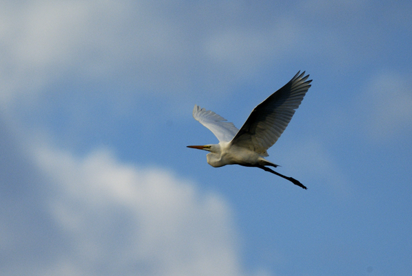 Soaring