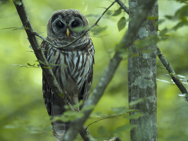 Whooo are you looking at?