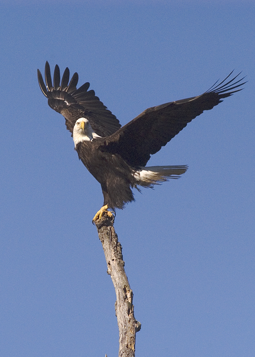 Male Bald Eagle