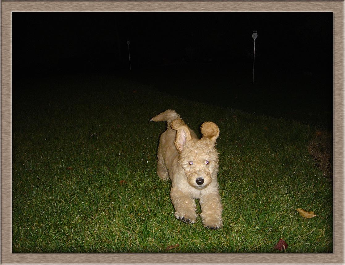 Dog mauls astrophotographer
