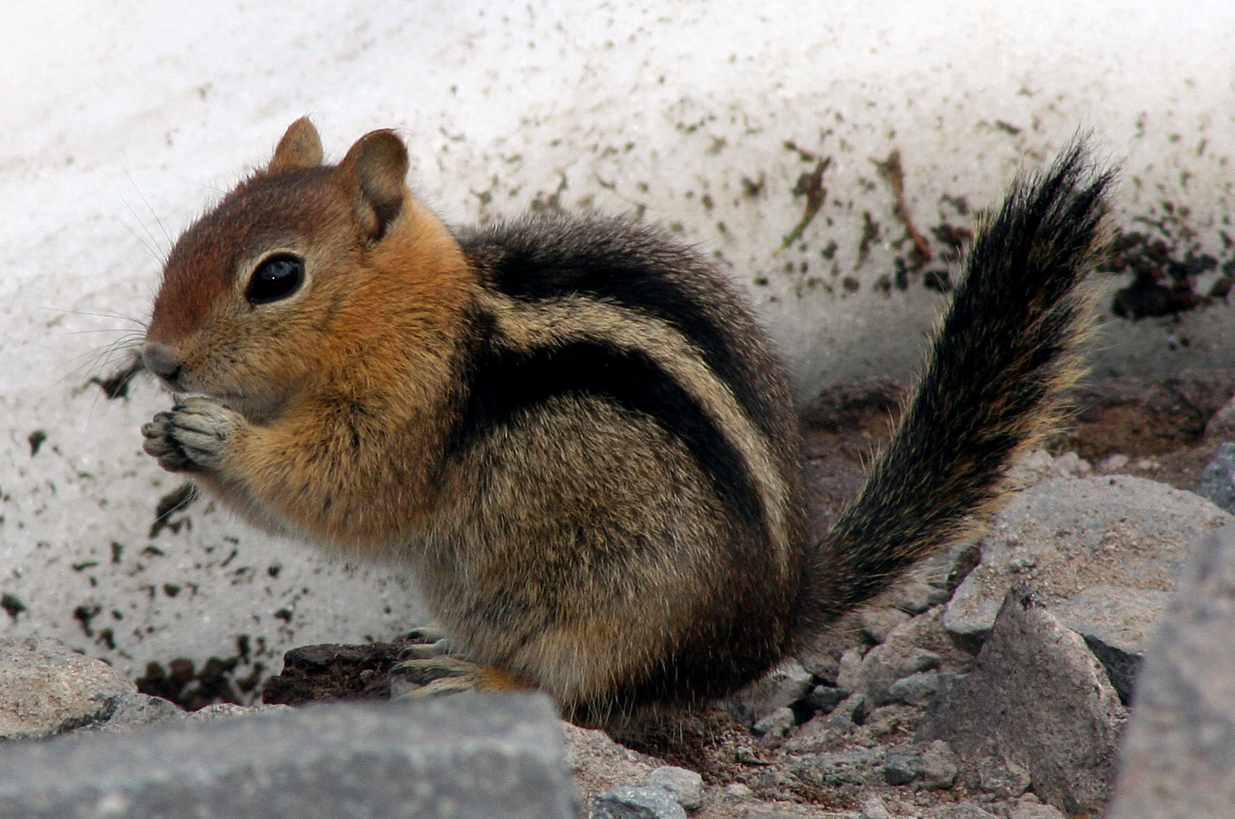 Chipmonk at crater lake, oregon