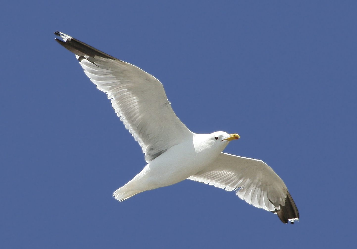 Mendocino Seagull
