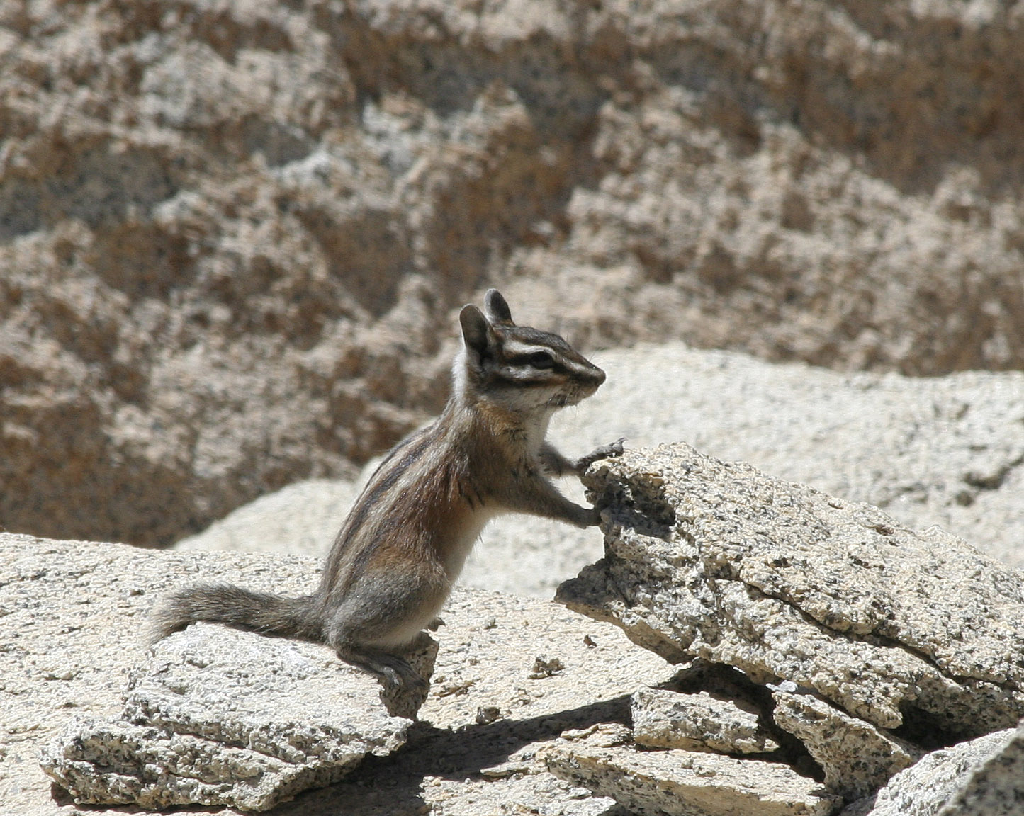 Alpine Chipmunk