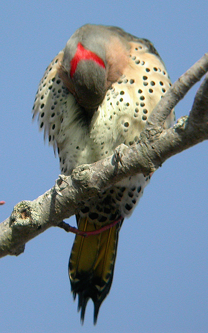 A LITTLE PREENING