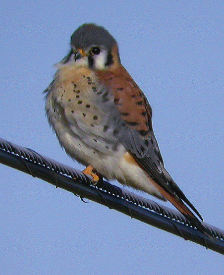 KESTRAL