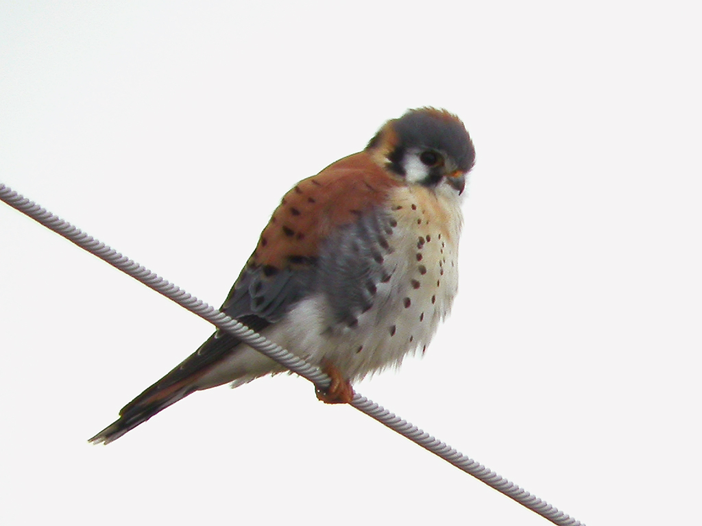 KESTREL PART II