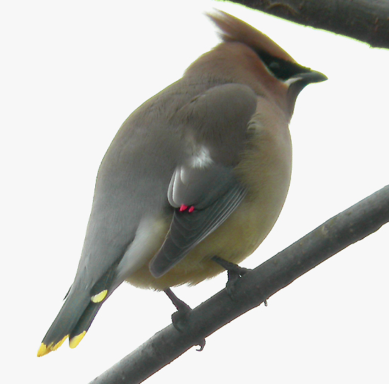 WAXWING