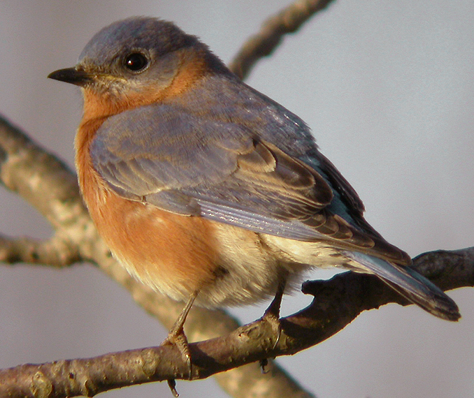 EASTERN BLUEBIRD