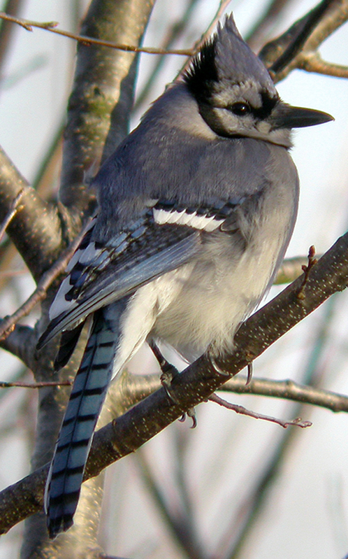 BLUEJAY