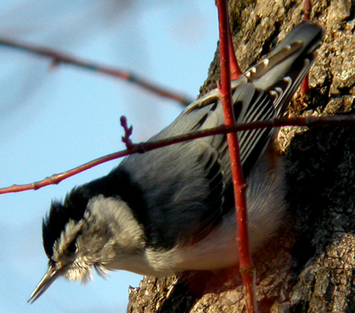 WHITE-BREASTED NUTHATCH