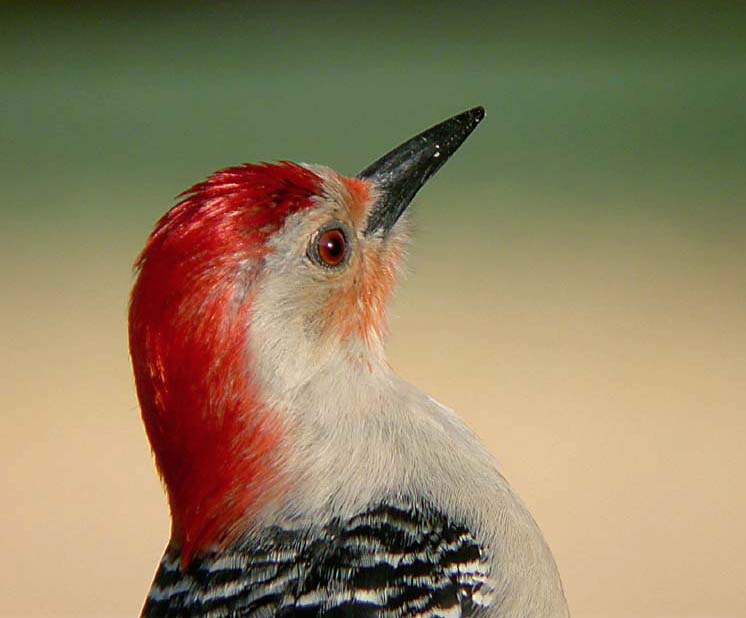 Red-bellied Woodpecker