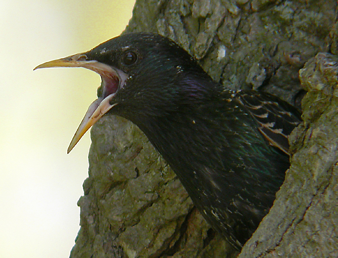 TOO CLOSE TO THE NEST