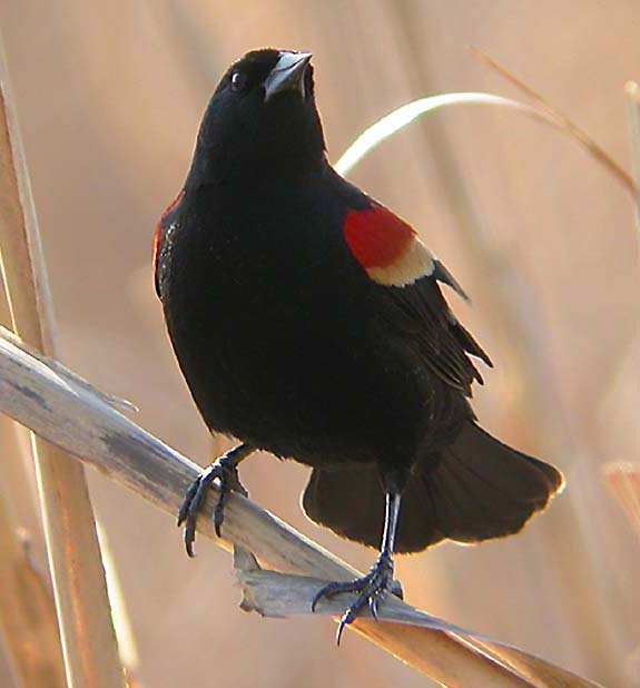 RED-WINGED BLACKBIRD