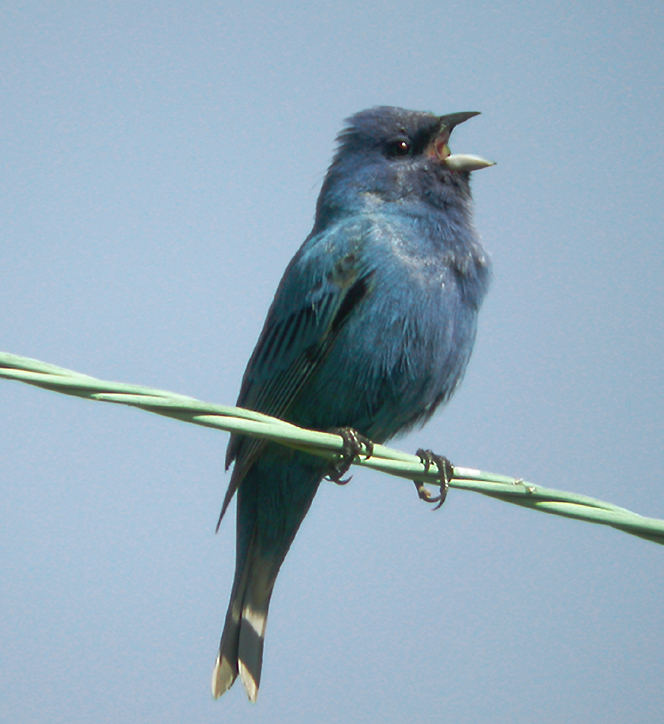 INDIGO BUNTING