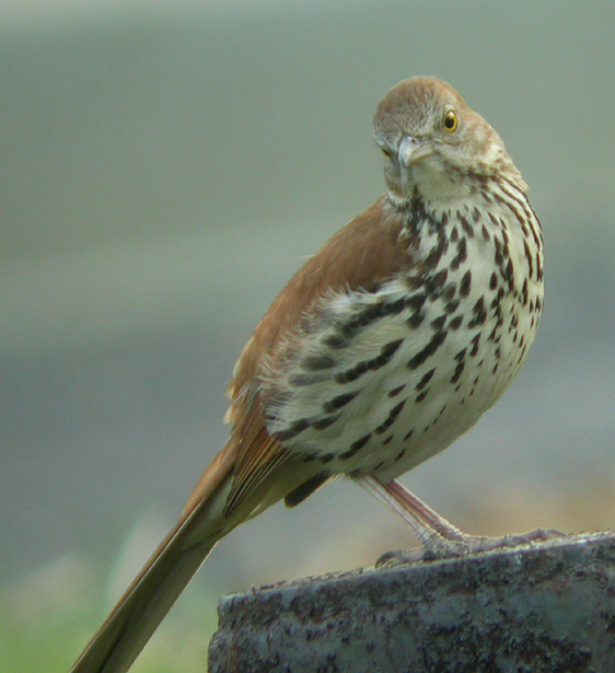 CURIOUS THRASHER