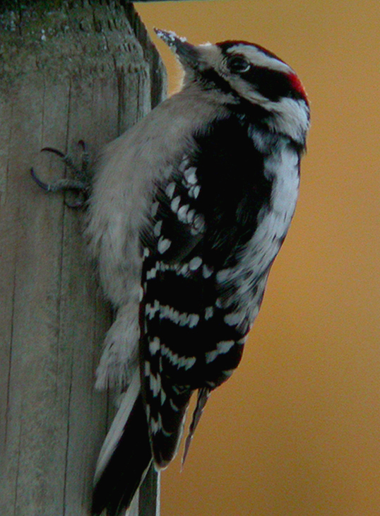 DOWNY WOODPECKER