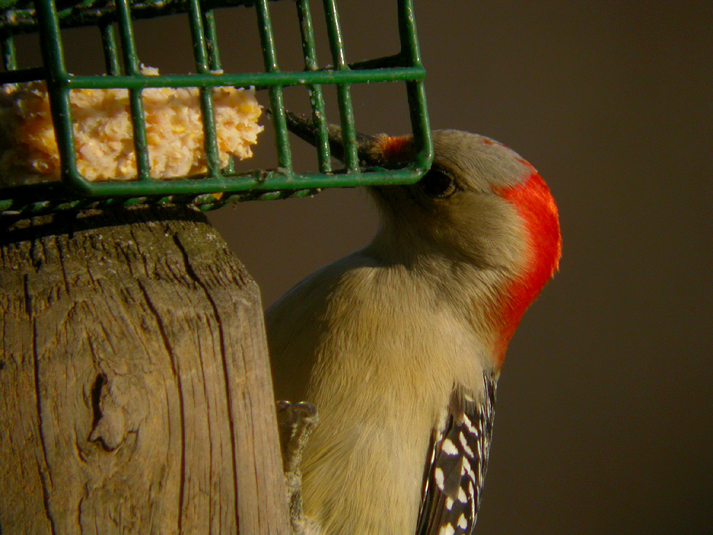 RED BELLIED WOODPECKER