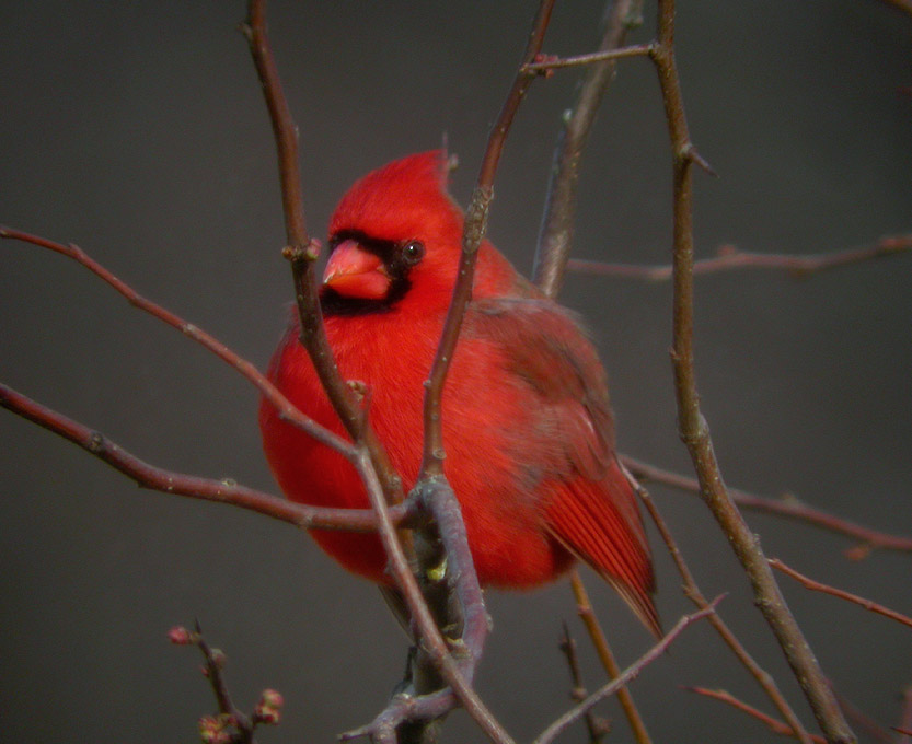 NORTHERN CARDINAL