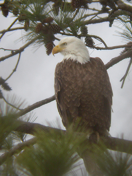 EAGLE