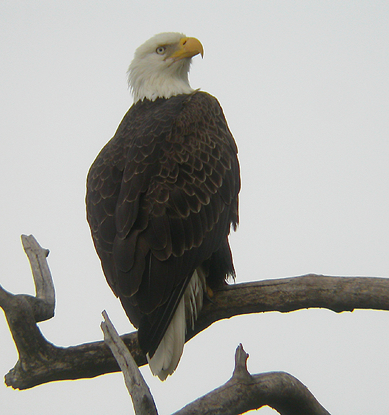 EAGLE II