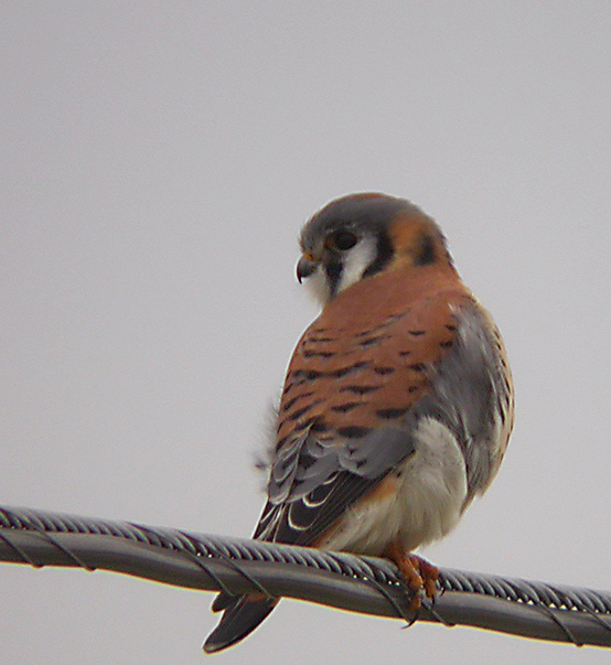 KESTRAL