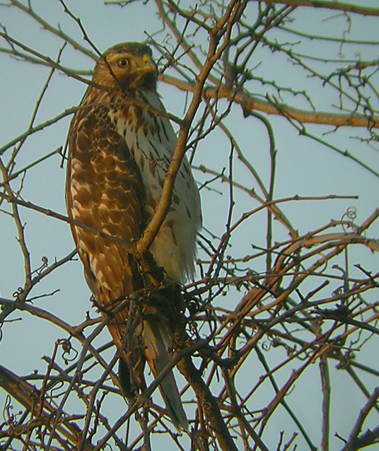 REDTAIL HAWK