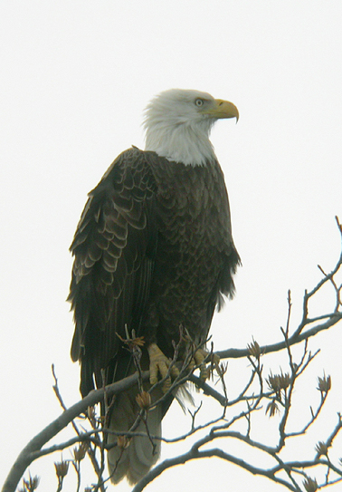 EAGLE III