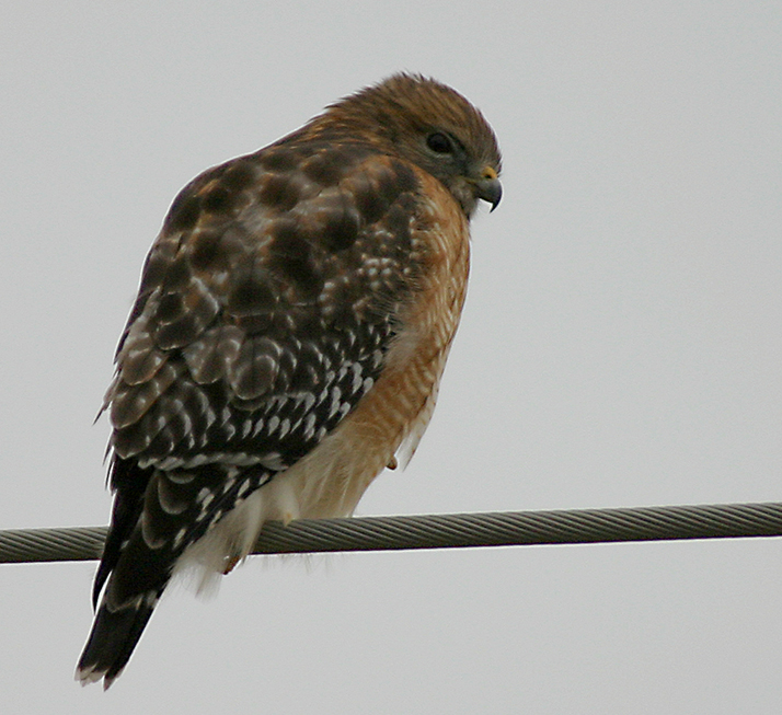 RED SHOULDERED HAWK
