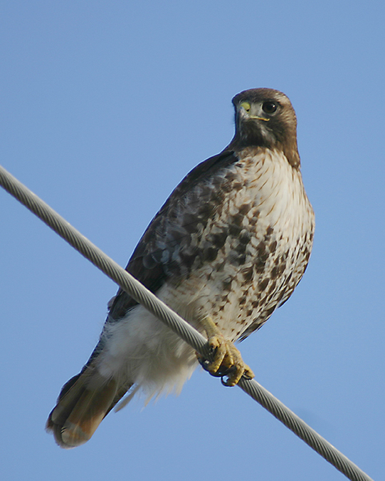 RED-TAILED HAWK