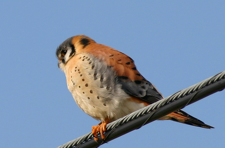 KESTREL