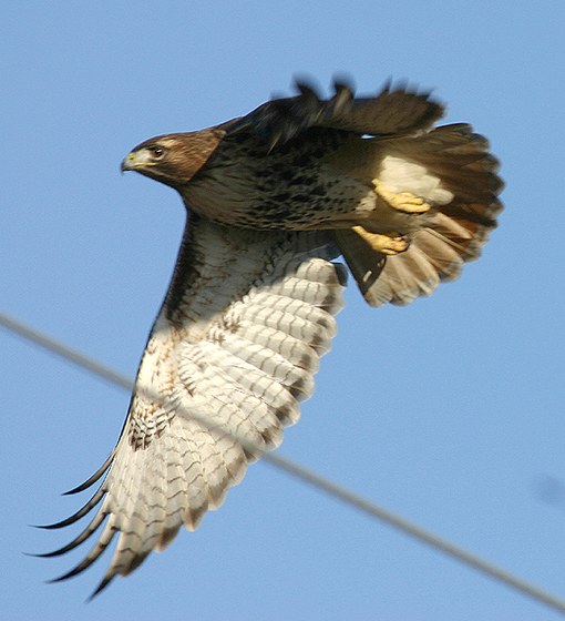 RED-TAILED HAWK