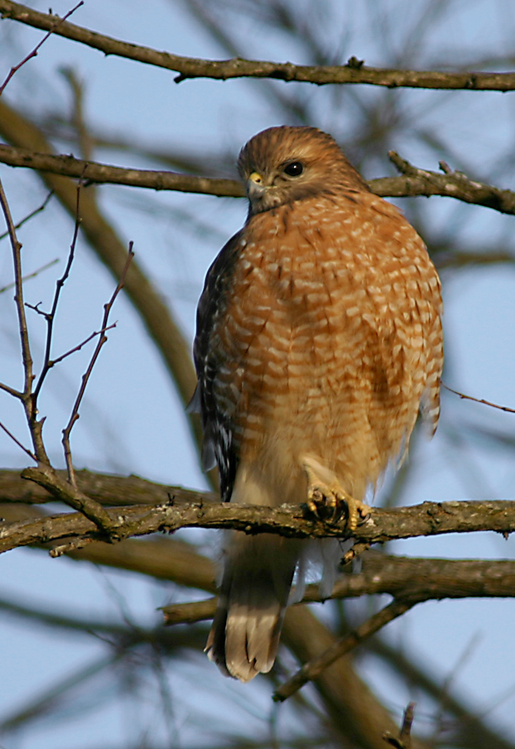 RED-SHOULDERED HAWK