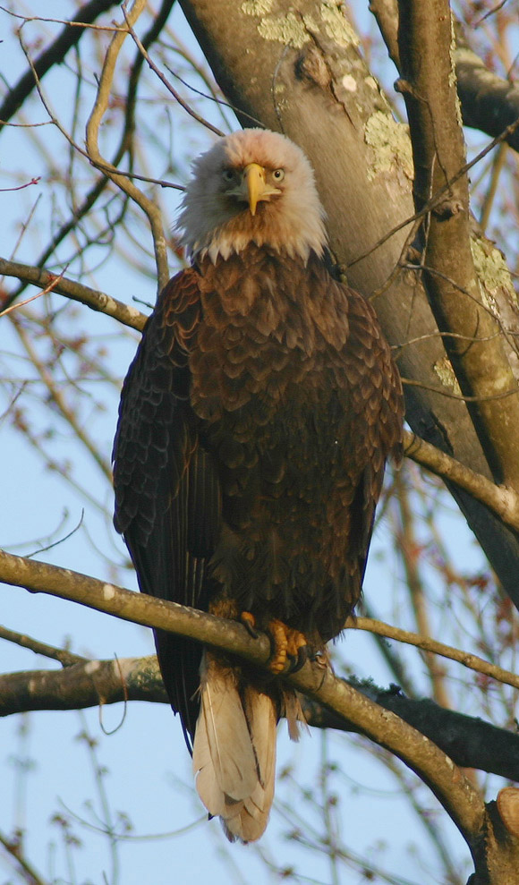 DIRTY EAGLE