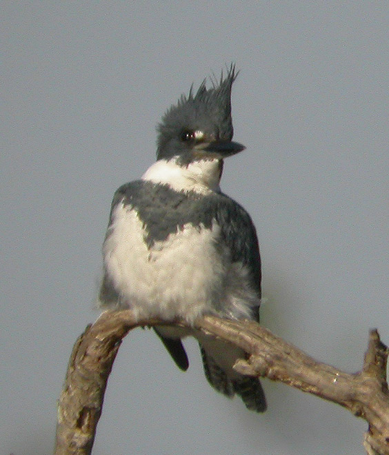 KINGFISHER