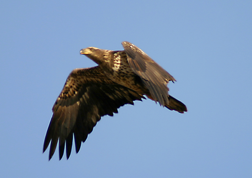 JUVENILE EAGLE