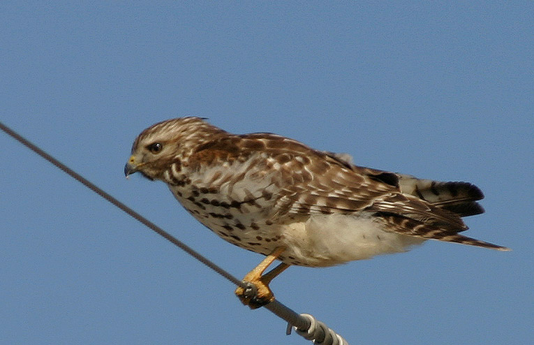 Broad Winged Hawk