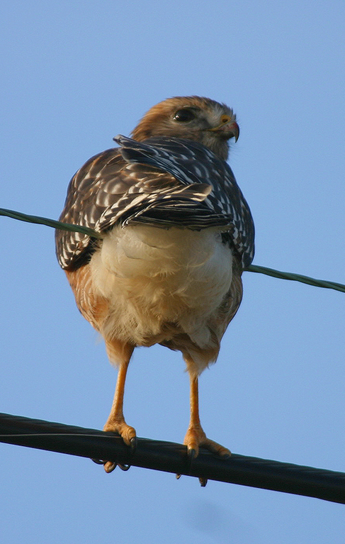 HERES LOOKING AT YOU
