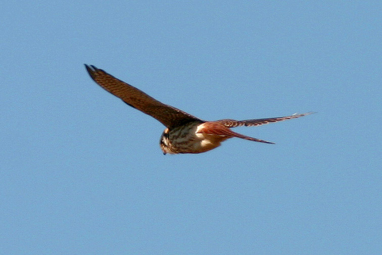 KESTREL HOVERING