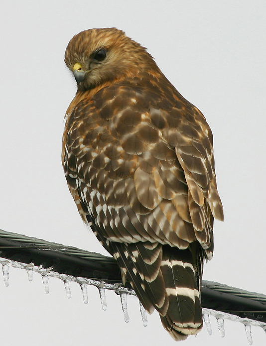 ICY HAWK