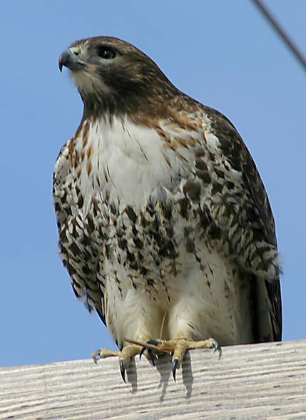 EVENING RED TAIL