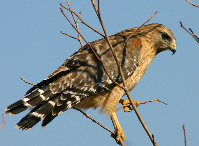 RED SHOULDERED HAWK