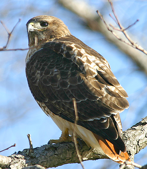 ANOTHER RED TAIL