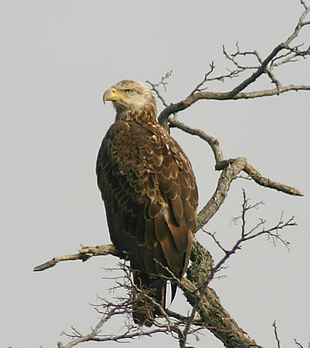 DIRTY EAGLE PART II
