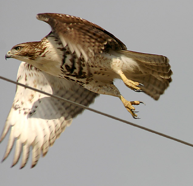 RED TAIL HAWK