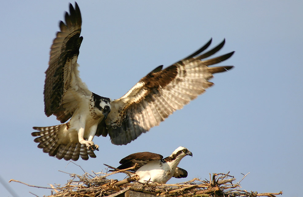 OSPREY ON FINAL