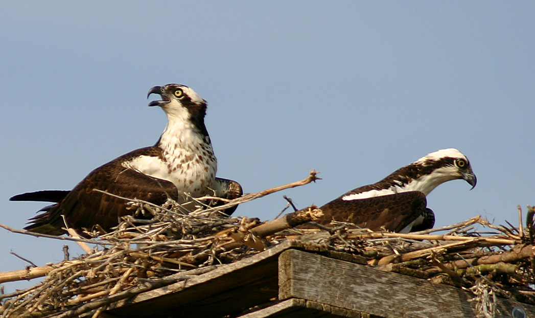 OSPREYS