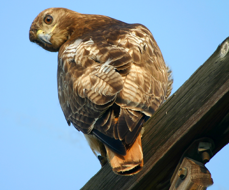 RED TAIL HAWK
