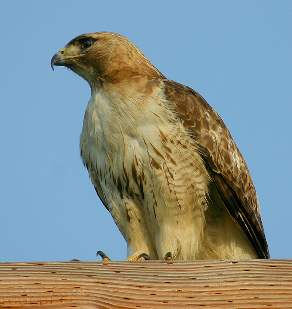 ANOTHER RED TAIL